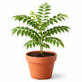 Premium Curry Leaf Plant – Natural Kitchen Herb Plant