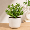 Mini Jade Plant – Lucky Money Plant for Home & Office
