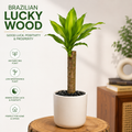Brazilian Lucky Wood Plant – Natural Good Luck & Prosperity Indoor Plant49