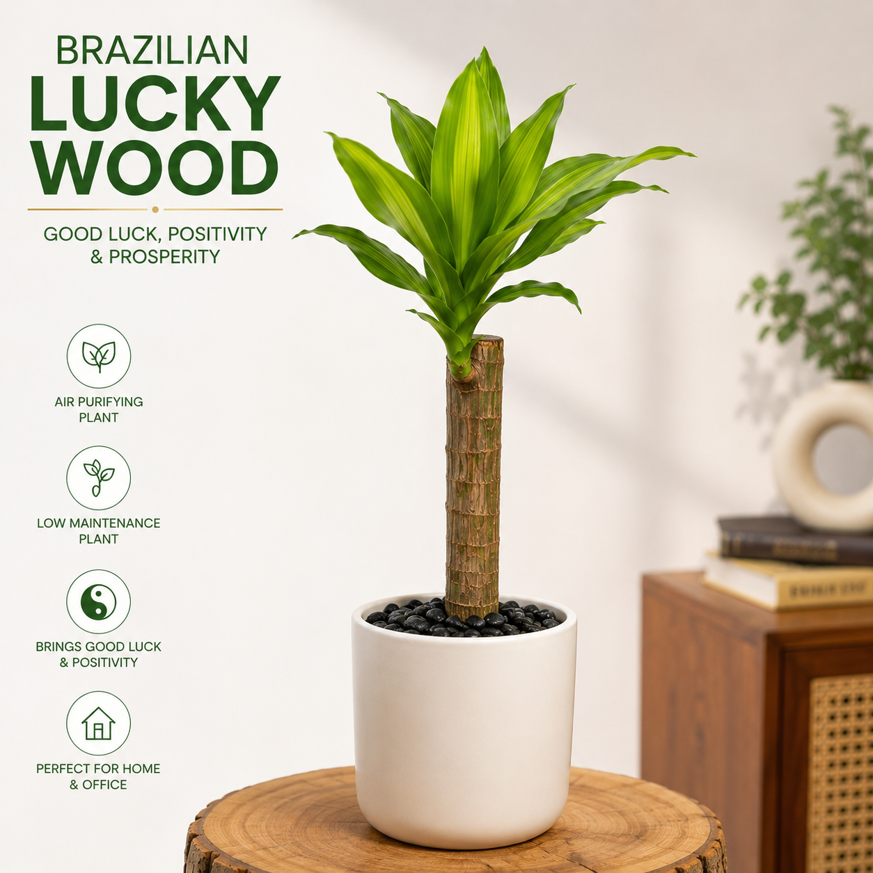 Brazilian Lucky Wood Plant – Natural Good Luck & Prosperity Indoor Plant49