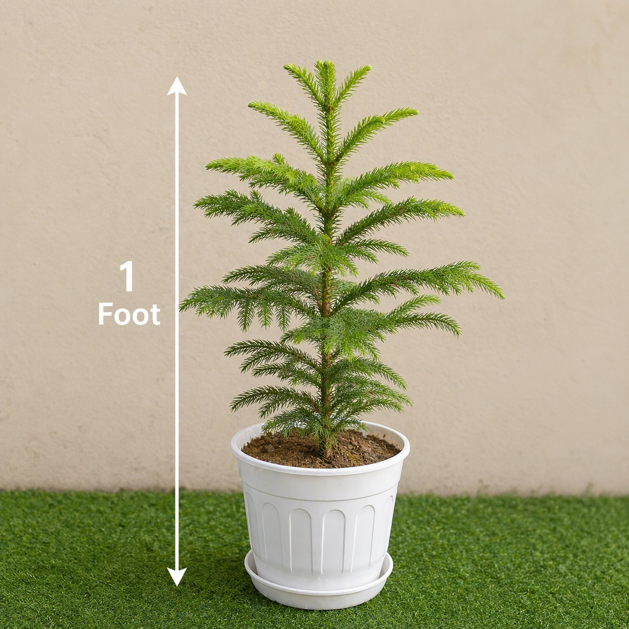 Premium Norfolk Island Pine (1 ft Tall) – Healthy Live Plant in Eco-friendly (Grow Bag)