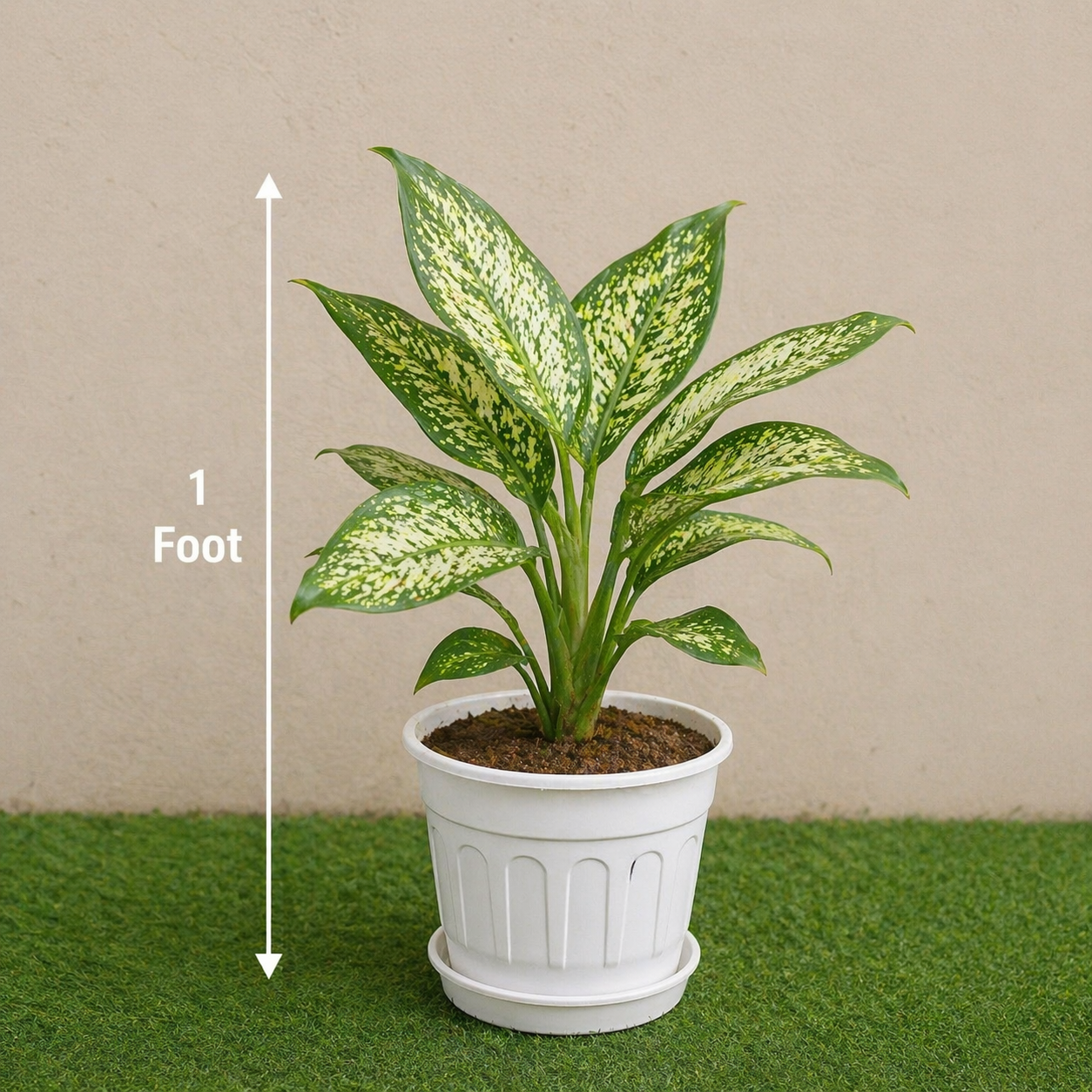 Premium Aglaonema 'Snow White' Plant (1 ft Tall) – Healthy, Potted Chinese Evergreen