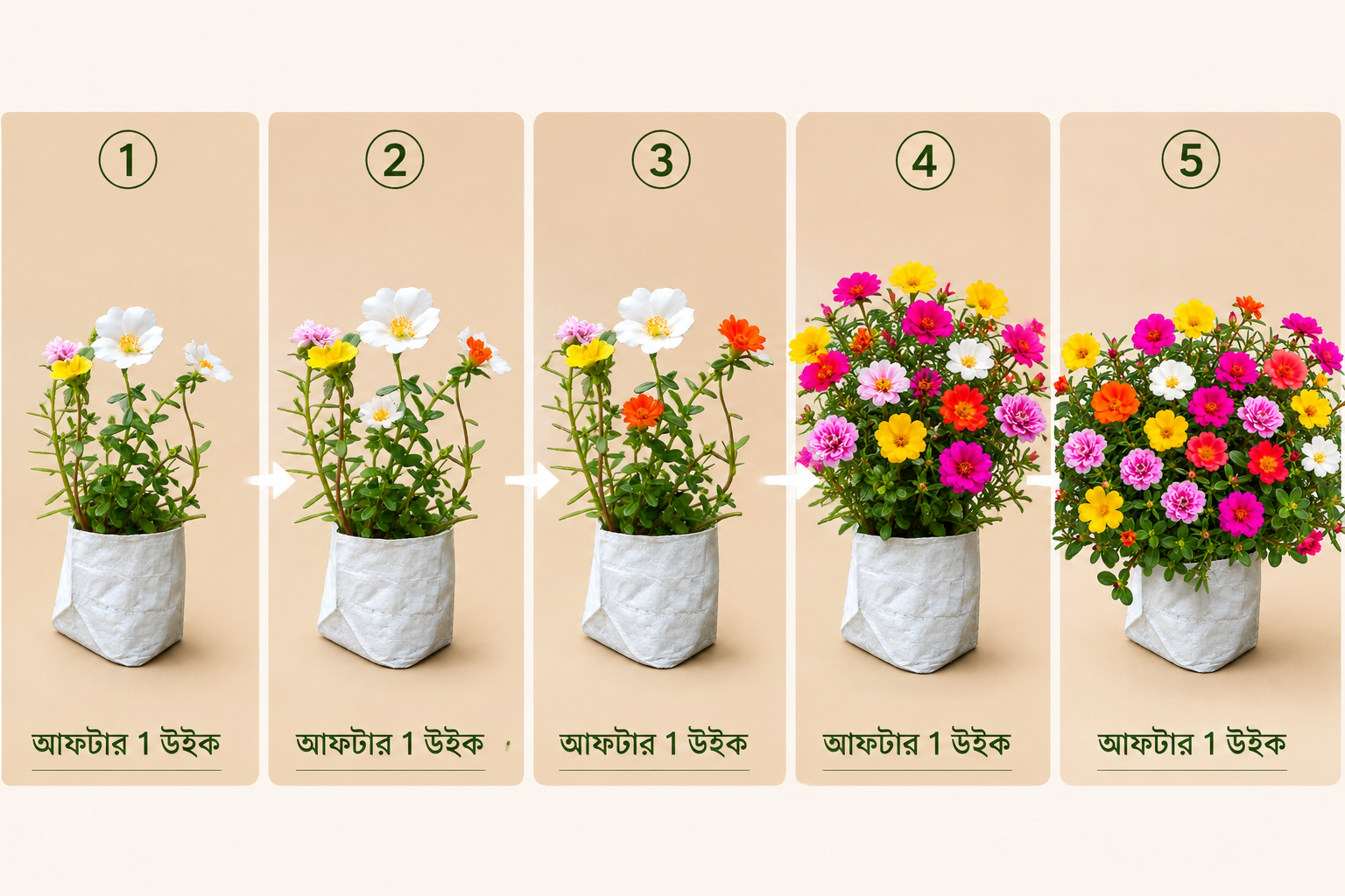 Portulaca Flower Plant – Colorful Moss Rose for Home Garden